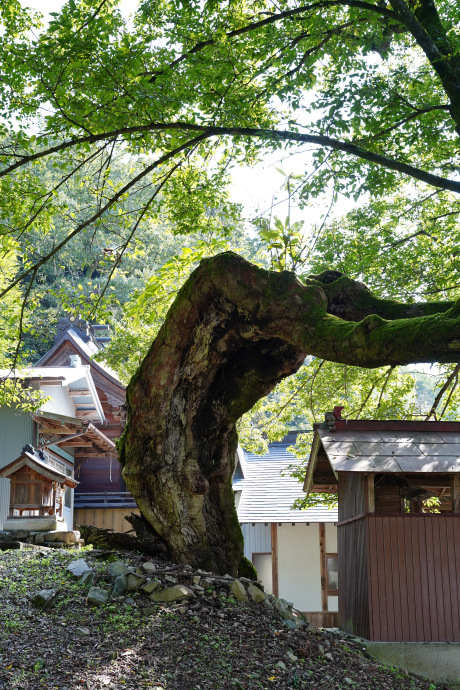 正八幡宮のムクノキ