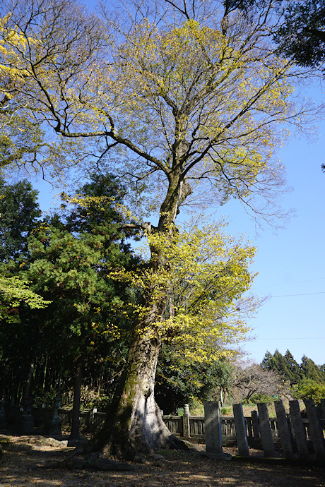 州津八幡神社のムクノキ（２）