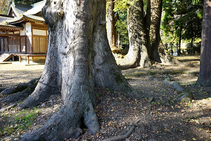 州津八幡神社のムクノキ（２）