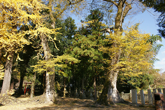 州津八幡神社のムクノキ