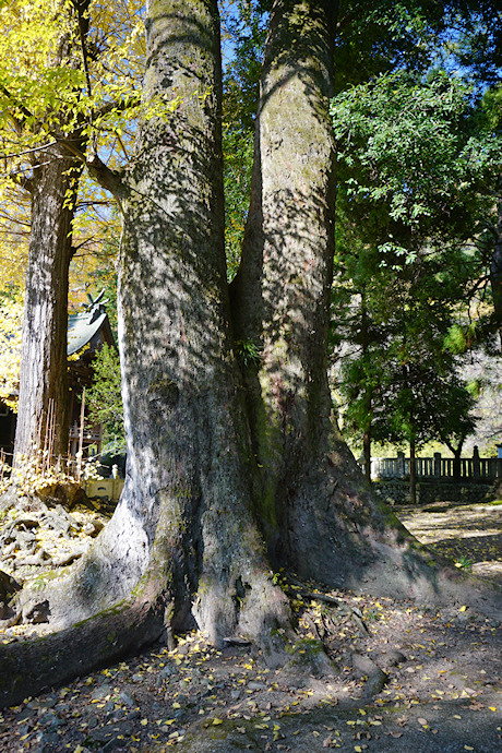 州津八幡神社のムクノキ（１）