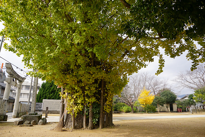 栖養八幡神社のイチョウ