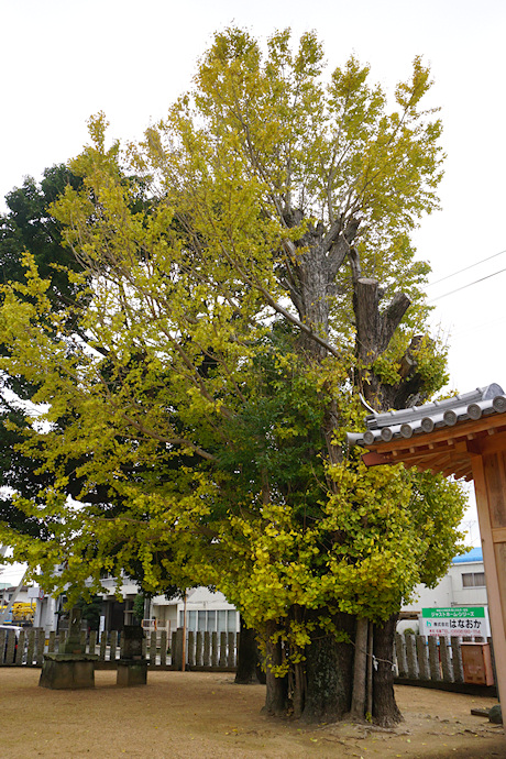 栖養八幡神社のイチョウ