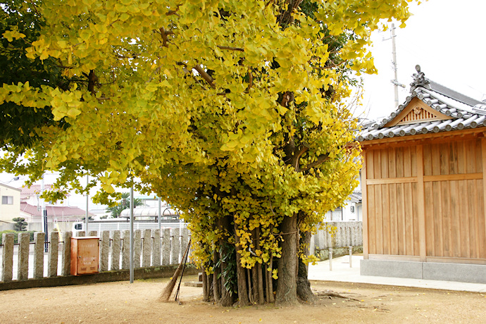 栖養八幡神社のイチョウ