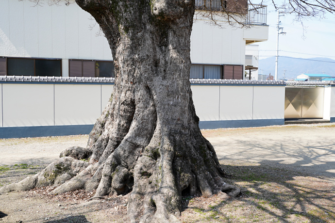 隅野神社のムクノキ