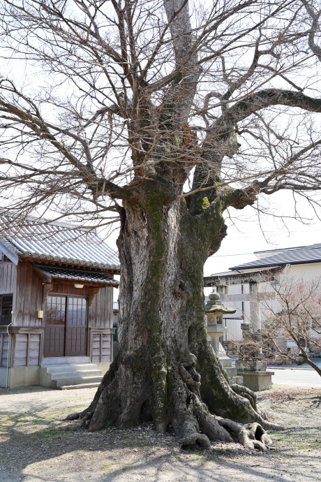 隅野神社のムクノキ