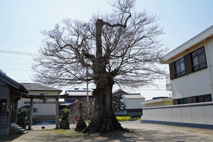 隅野神社のムクノキ