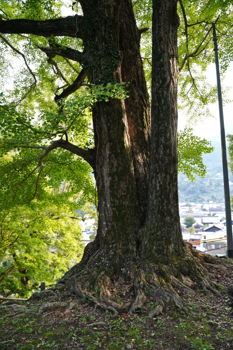 諏訪神社のイチョウ