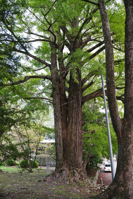 諏訪神社のイチョウ