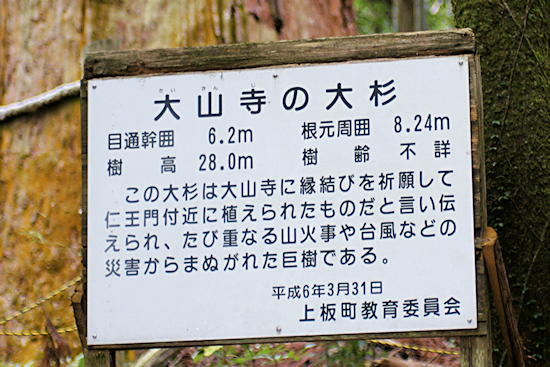 大山寺の大杉説明板