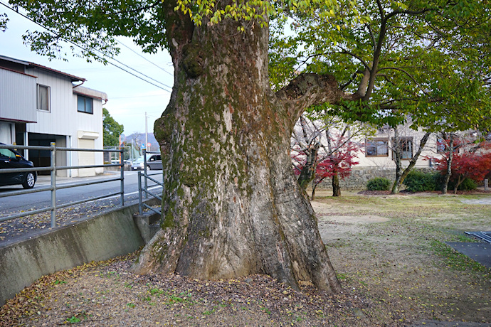 高部神社のムクノキ