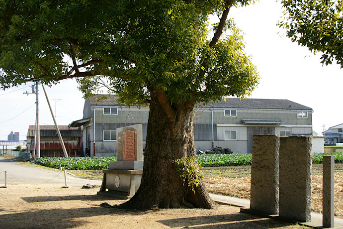 高畑西島八幡神社のクスノキ