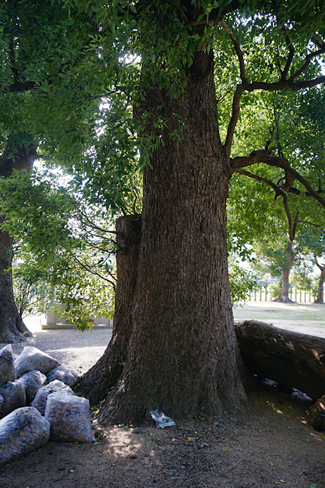 高畑西島八幡神社のクスノキ最大樹