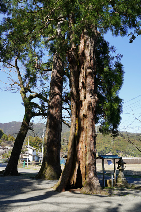 玉木神社の鳥居杉