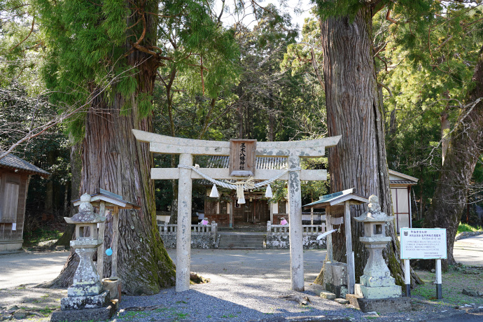 玉木神社の鳥居杉
