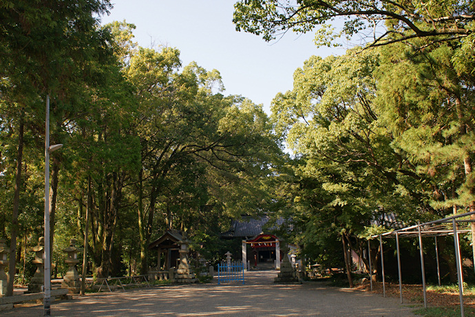 立江八幡神社のクスノキ