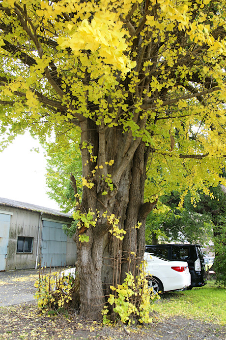 天満神社前のイチョウ