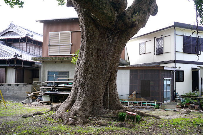 天満神社前のクスノキ