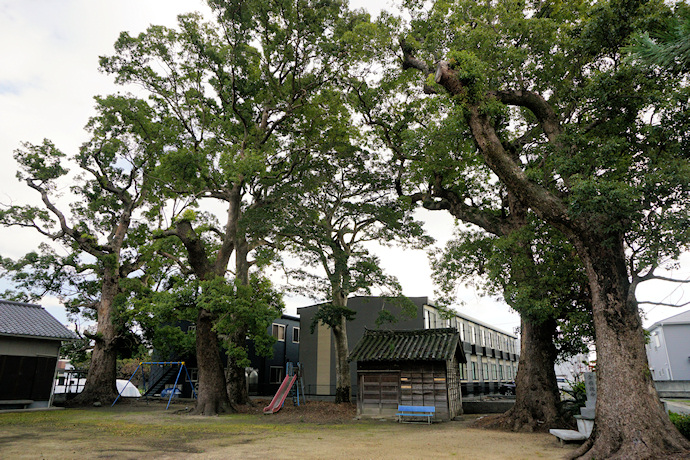 徳命八幡神社のクスノキ群