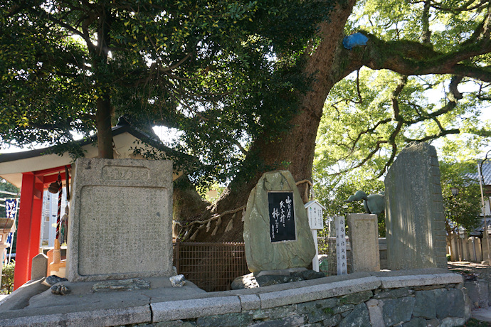 津田八幡神社の楠