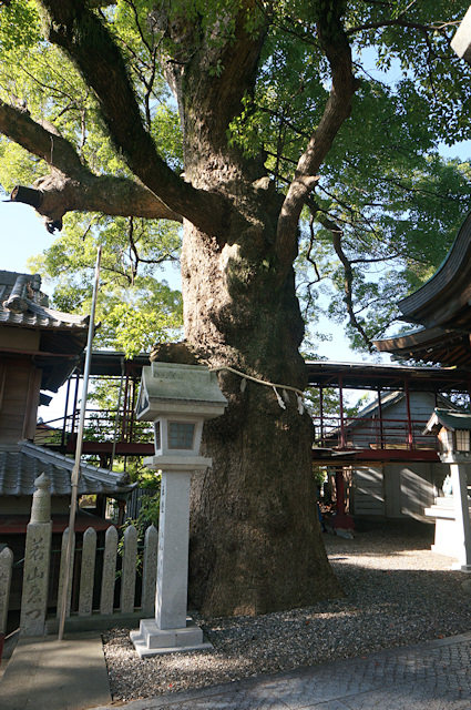 津田八幡神社の楠（本殿前）