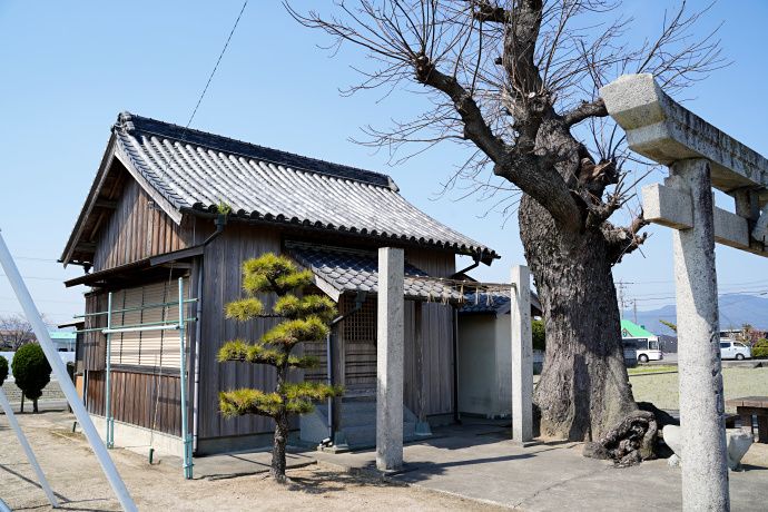 氏野神社のムクノキ