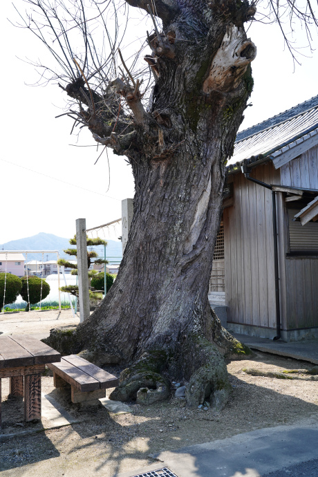 氏野神社のムクノキ