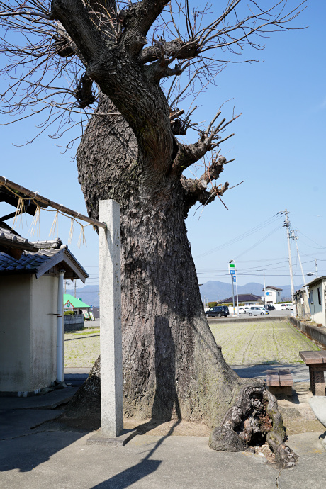 氏野神社のムクノキ