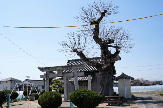 氏野神社のムクノキ