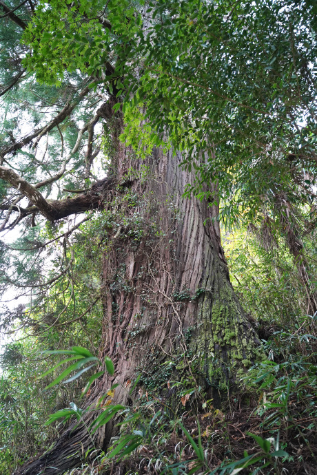 馬岡新田神社の大杉