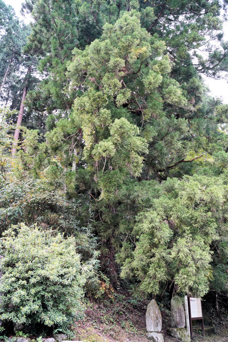 馬岡新田神社の大杉