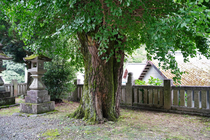 馬岡新田神社のイチョウ