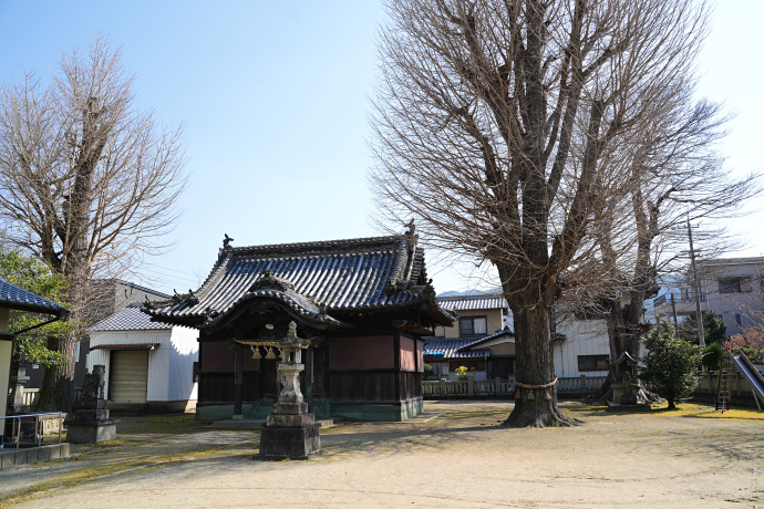 若宮八幡神社社殿、イチョウ、ムクノキ