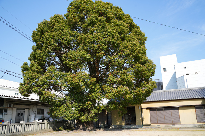 若宮八幡神社のクス