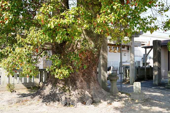 若宮八幡神社のクス