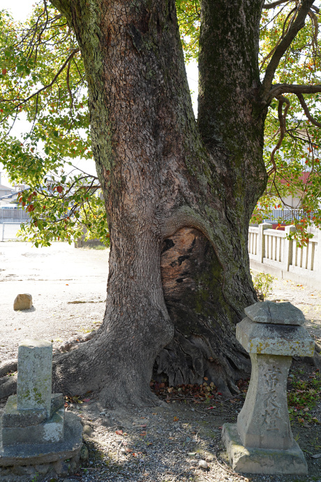 若宮八幡神社のクス