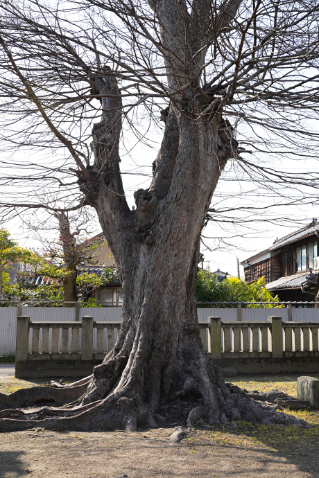 若宮八幡神社のムクノキ