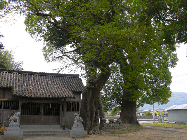 脇町春日神社のクスノキ