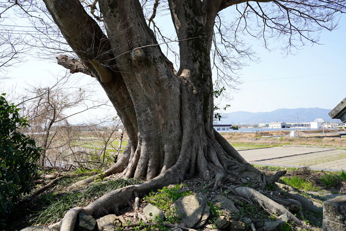 和霊神社のムクノキ