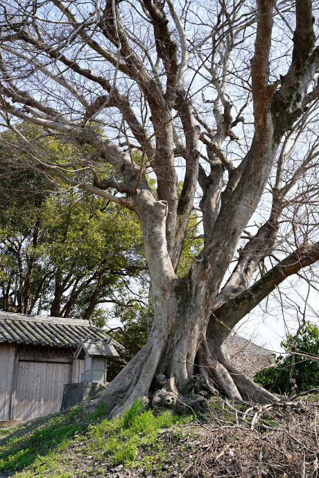 和霊神社のムクノキ