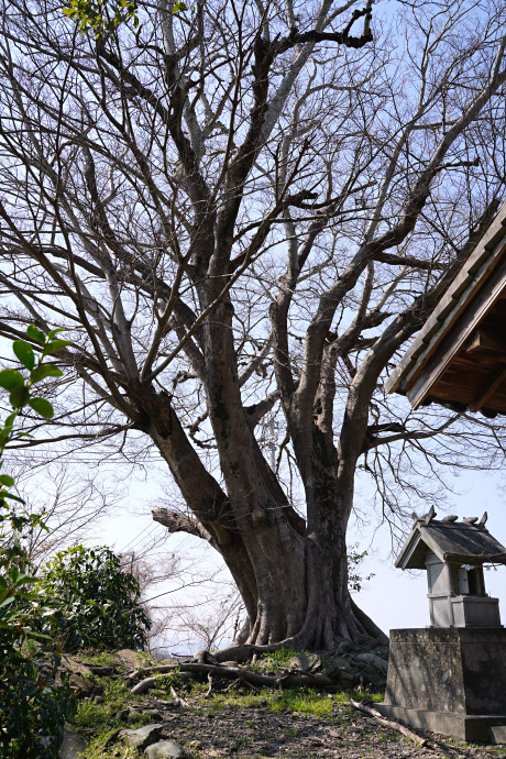 和霊神社のムクノキ