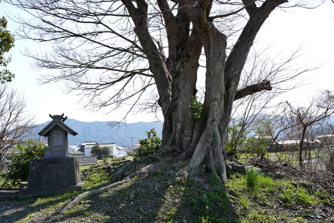 和霊神社のムクノキ