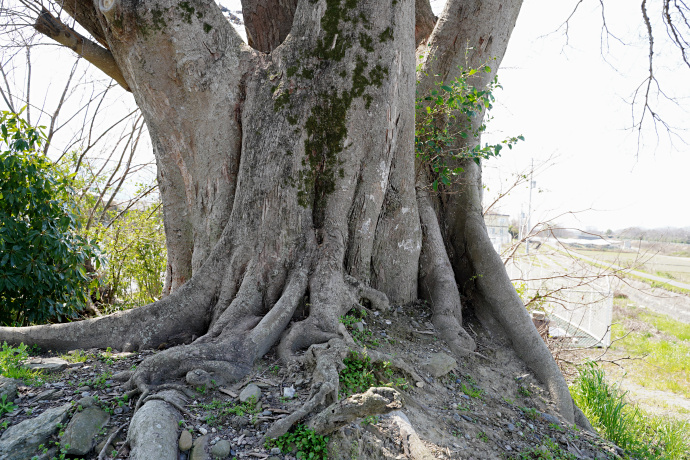 和霊神社のムクノキ