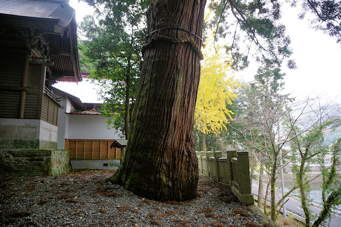 八柱神社のスギ