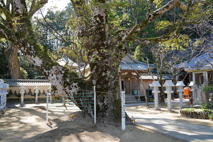 薬王寺の大楠