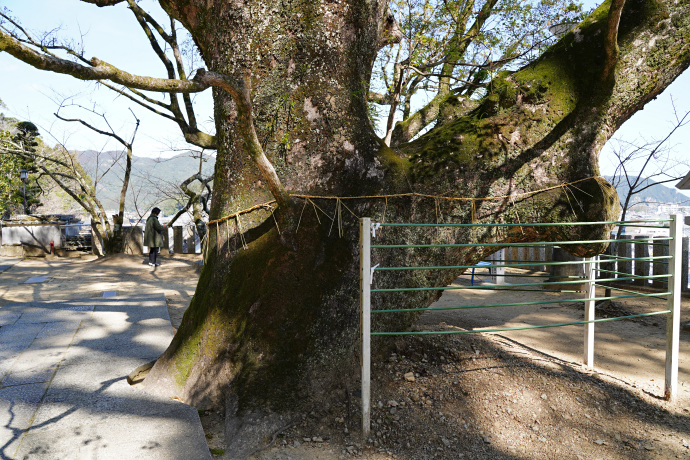 薬王寺の大楠