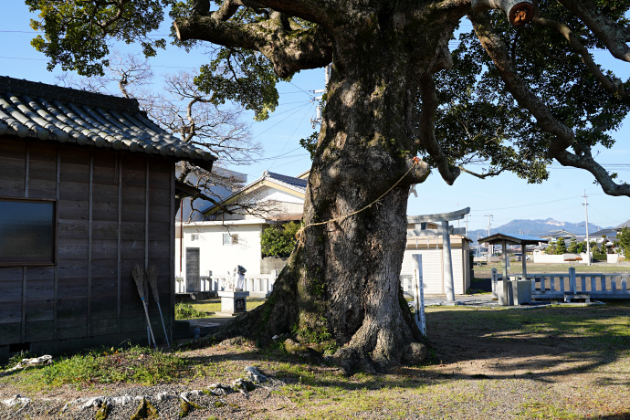 横見のタブノキ