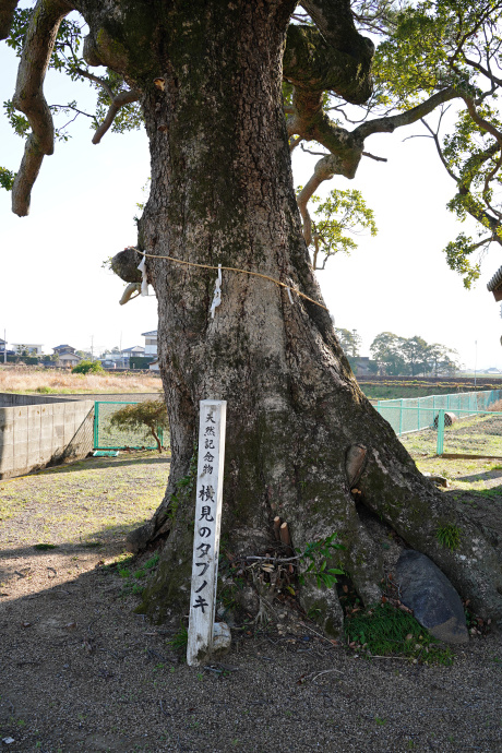 横見のタブノキ