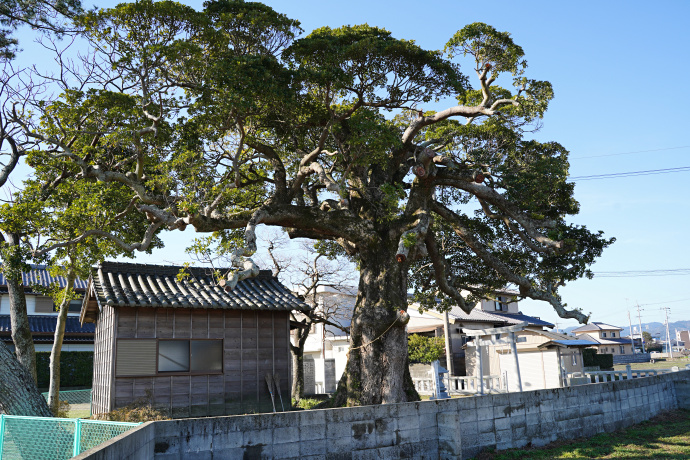 横見のタブノキ