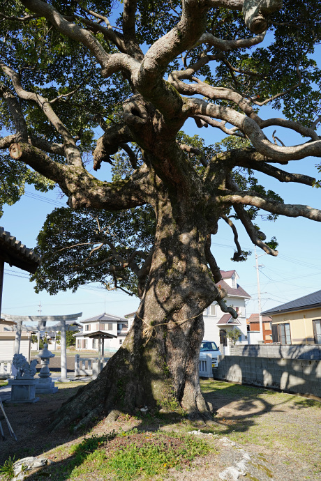 横見のタブノキ